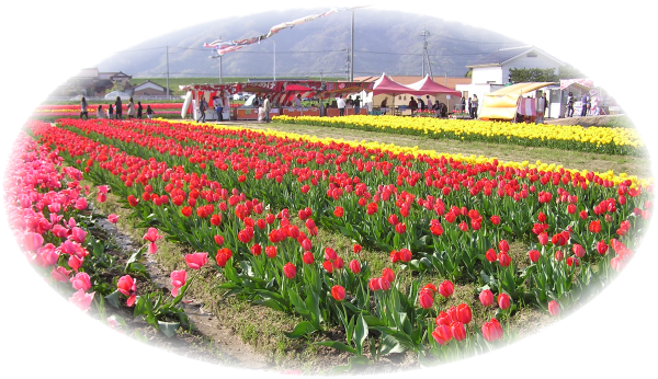 title-tulip