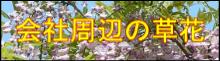 会社周辺の草花
